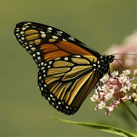 Monarch Butterfly | Rainforest Alliance