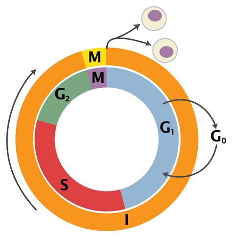 A Family of Proteins That Regulate the Cell Cycle in Eukaryotic Cells - Koval Sperve00