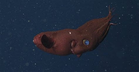 Vampire Squid Facts: Ancestors Of The Jurassic Seas! - OctoNation - The Largest Octopus Fan Club!