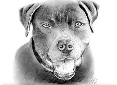 Dog Drawing Realistic-dog Face Realistic Portrait | Etsy