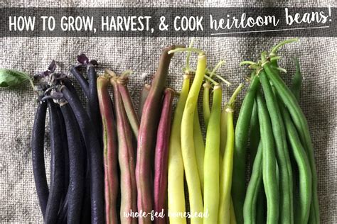 How to Grow, Harvest & Cook Heirloom Beans + My Favorite Snap & Dried Bean Varieties! - Whole ...