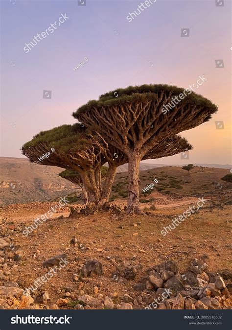 Dragon Trees Socotra Island Stock Photo 2085576532 | Shutterstock