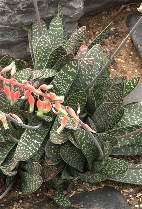 Gasteria disticha Haworth 1827 (Beestong = ox tongue) This species from the Western Cape ...