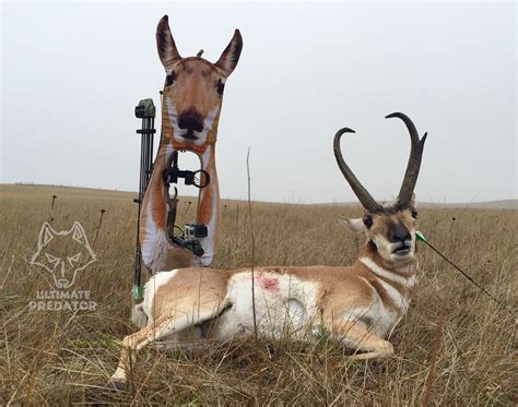 Pronghorn Doe Decoy - Ultimate Predator