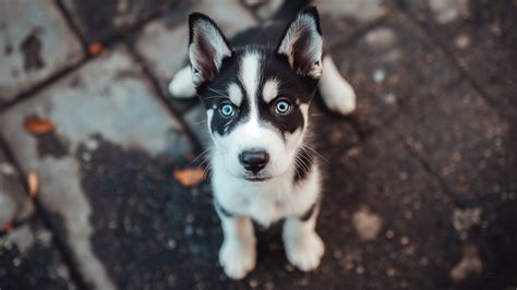 Husky Wallpaper - Puppy, Cute animals, Animals #17835