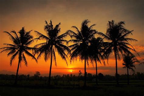 Coconut Sunset Like a Beach | I_C_A_N | Flickr