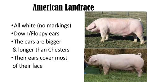 PPT - Swine Breeds By Jordyn Cook PowerPoint Presentation, free ...