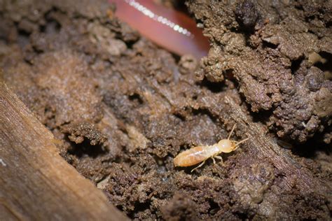 Subterranean Termites | ProGreen Termite