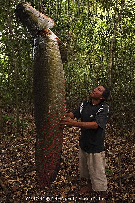 Arapaima stock photo - Minden Pictures