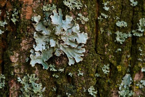 Lichens On Trees - Causes And Treatment