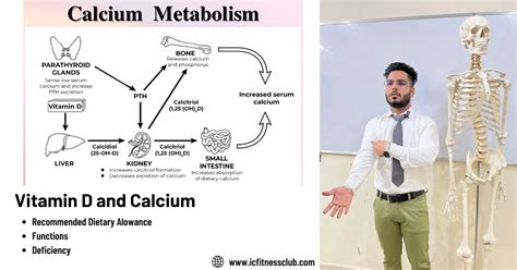 Vitamin D and Calcium | Uses | RDI | Functions | IC Fitness Club