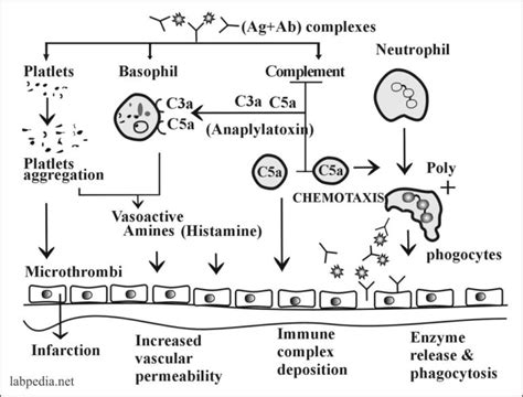 Chapter 13: Hypersensitivity Reaction Type III, Immune Complex Disease ...