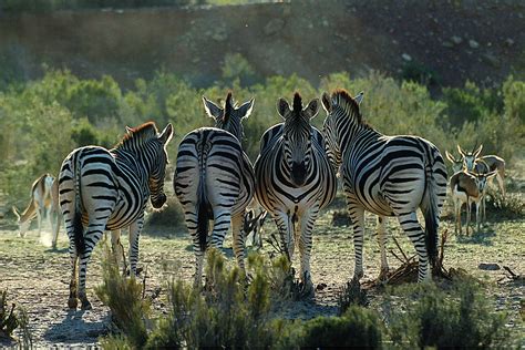 One Day Cape Town Safari Tours and Experiences in South Africa