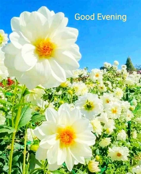 Good Evening Flowers Images