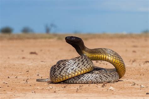 How Many Australians Die Due To Snakebites Each Year? - WorldAtlas