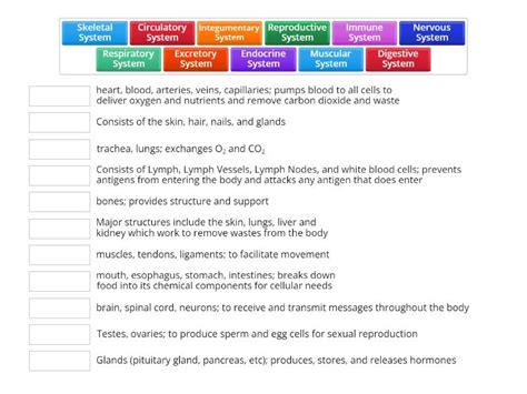 Human Body Systems - Match up