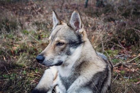 German Shepherd Wolf Mix Facts: Origin, Behavior & Training