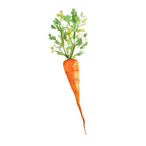 Download Carrot, Vegetable, Watercolor. Royalty-Free Stock Illustration ...