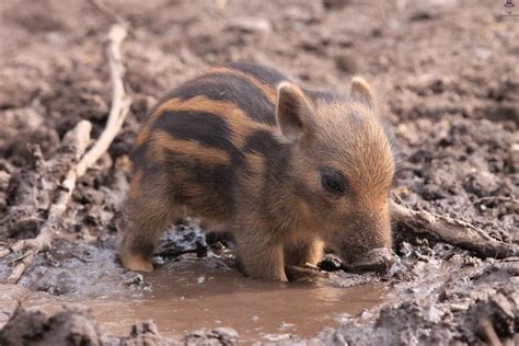 This is a baby wild boar : r/aww