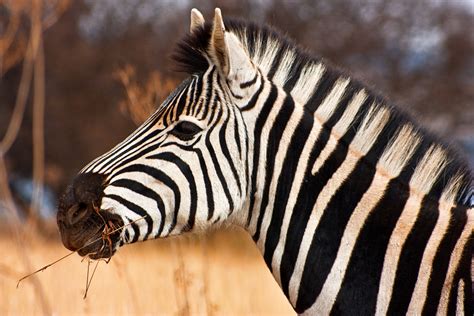 Free photo: Zebra Close-up - Africa, Somadjinn, Parc - Free Download - Jooinn