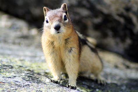 Really Cute Chipmunk (Golden-Mantled Ground Squirrel) by Matthew Horton ...