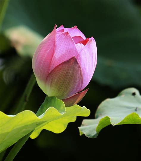 Lotus flower | Hoa