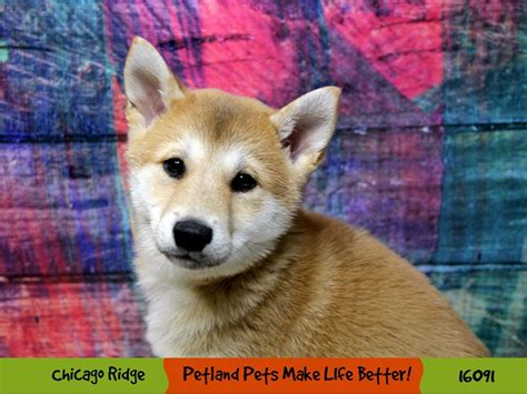 Shiba Inu-DOG-Female-Red-3101464-Petland Pets & Puppies Chicago Illinois