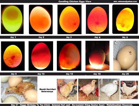 an image of different types of eggs in the process of being hatched by ...