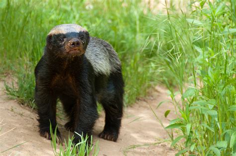 Honey badgers: Adorable but fierce little mammals | Live Science