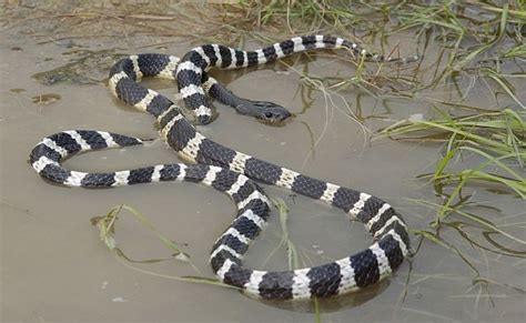 Many-Banded Krait Facts and Pictures | Reptile Fact