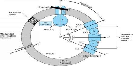 About Chemiosmotic Theory - Assignment Point