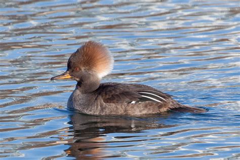 Hooded Merganser female | Wayne B Perry Photography