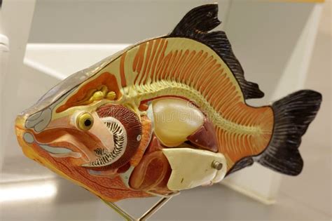 Carp fish animals anatomy stock photo. Image of edifying - 54156218