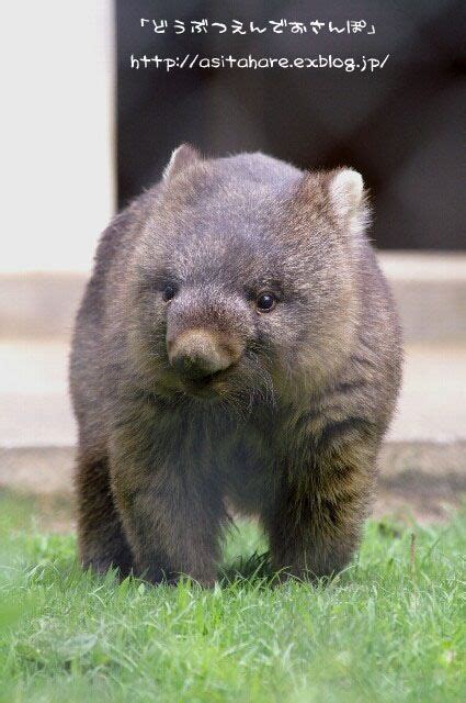 159 best images about Wombat on Pinterest