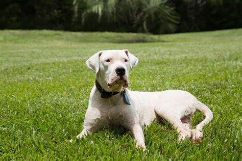 12 Dog Breeds That Only Have White Coats