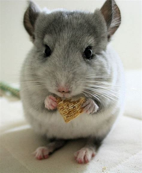 Chinchilla eating Wheaties :) Frankie by vociferous. on Flickr. ~ | Cute animals, Animals ...