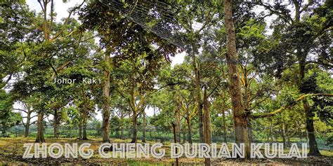 Nearest Durian Farm from Singapore. Zhong Cheng Durian Farm in Kulai Johor 忠诚榴莲园 |Johor Kaki ...