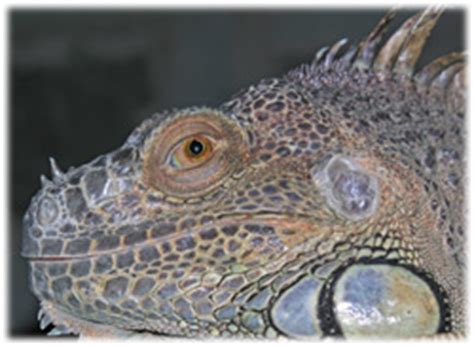 Green Iguana Diet - www.reptilecare.com