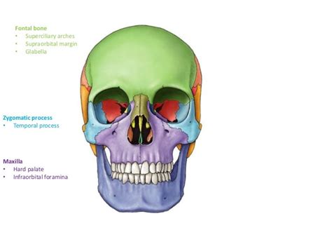 Anatomy revision