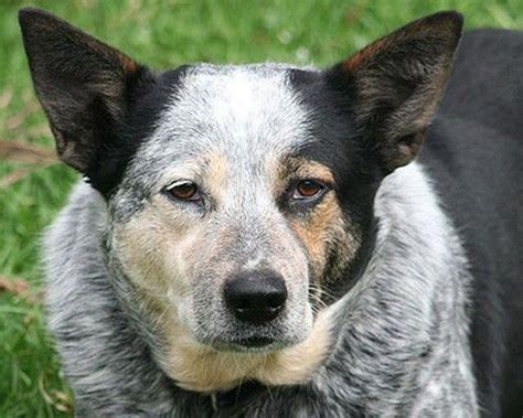 7 Things Your Senior Dog Would Like to Tell You | Blue heeler dogs, Old dogs, Cattle dog