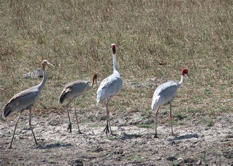 Visit Little Rann of Kutch National Park, India | Audley Travel UK