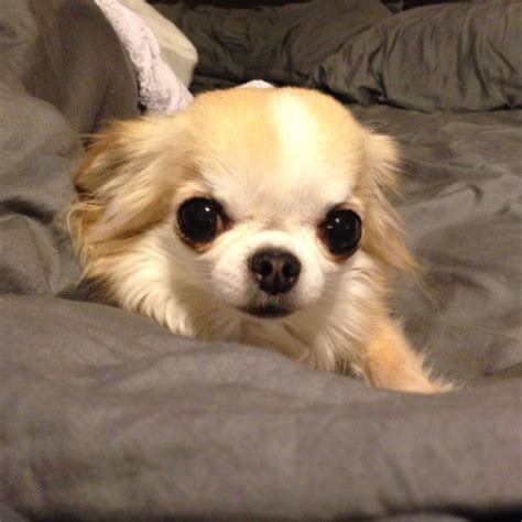 49+ Teacup Long Haired Chihuahua Image - Bleumoonproductions