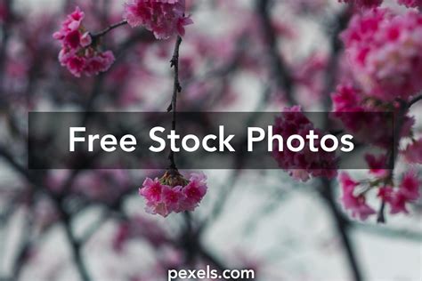 Sakura Pink Cherry Blossoms Screensavers Photos, Download The BEST Free Sakura Pink Cherry ...