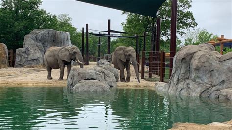 KC Zoo’s new and $10 million improved elephant exhibit opens Friday | FOX 4 Kansas City WDAF-TV ...