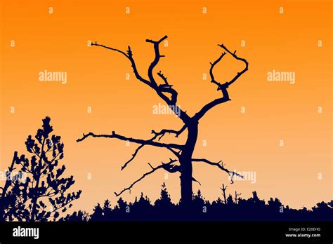 silhouette dry tree Stock Photo - Alamy