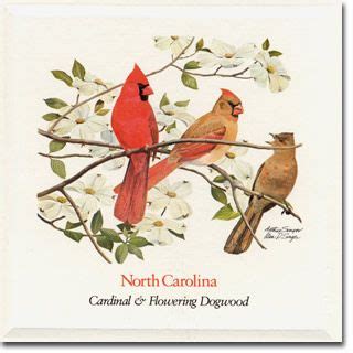 North Carolina State Flower and State Bird | State birds, North ...