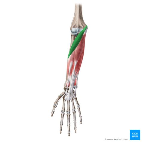 Pronator teres: Origin, insertion, innervation, action | Kenhub