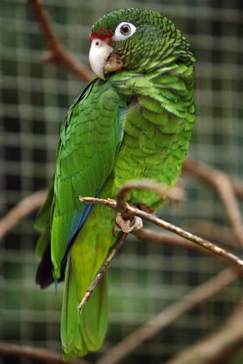 Puerto Rican Parrot | Parrot, Animals beautiful, Pet birds