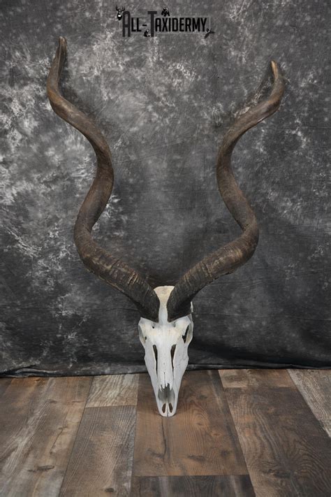 African Greater Kudu Skull taxidermy for sale SKU 1478 | All Taxidermy