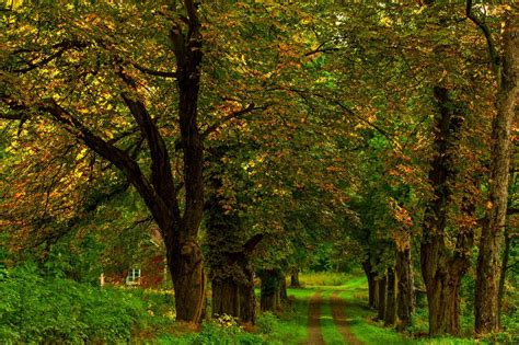 autumn, Colorful, Road, Colors, Walk, Path, Fall, Trees, Nature, Forest ...